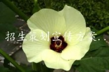 招生策划宣传方案4篇